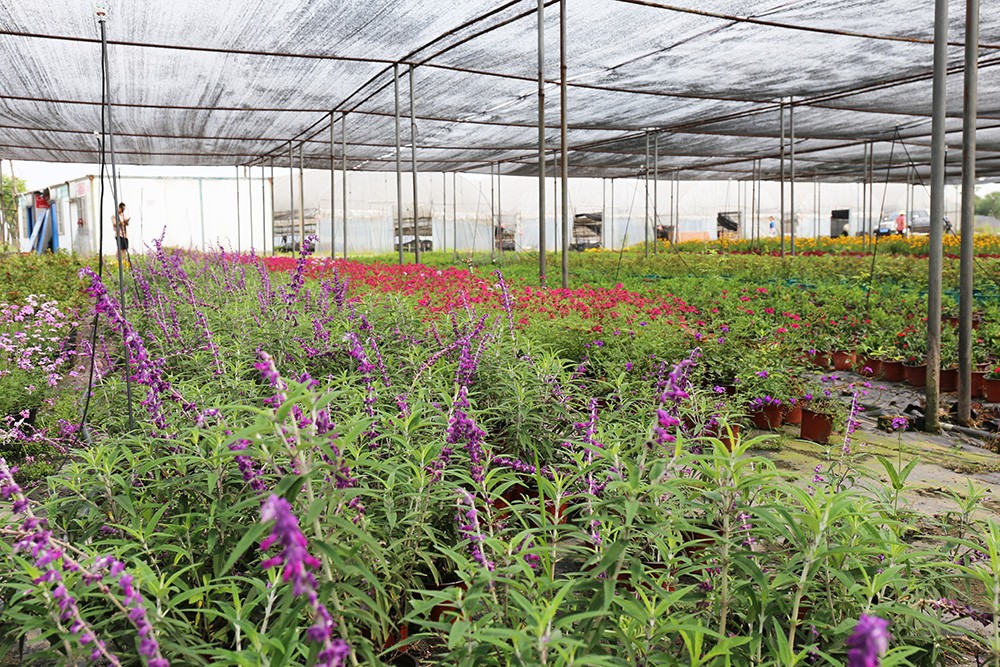 2026世界杯园林绿化维护